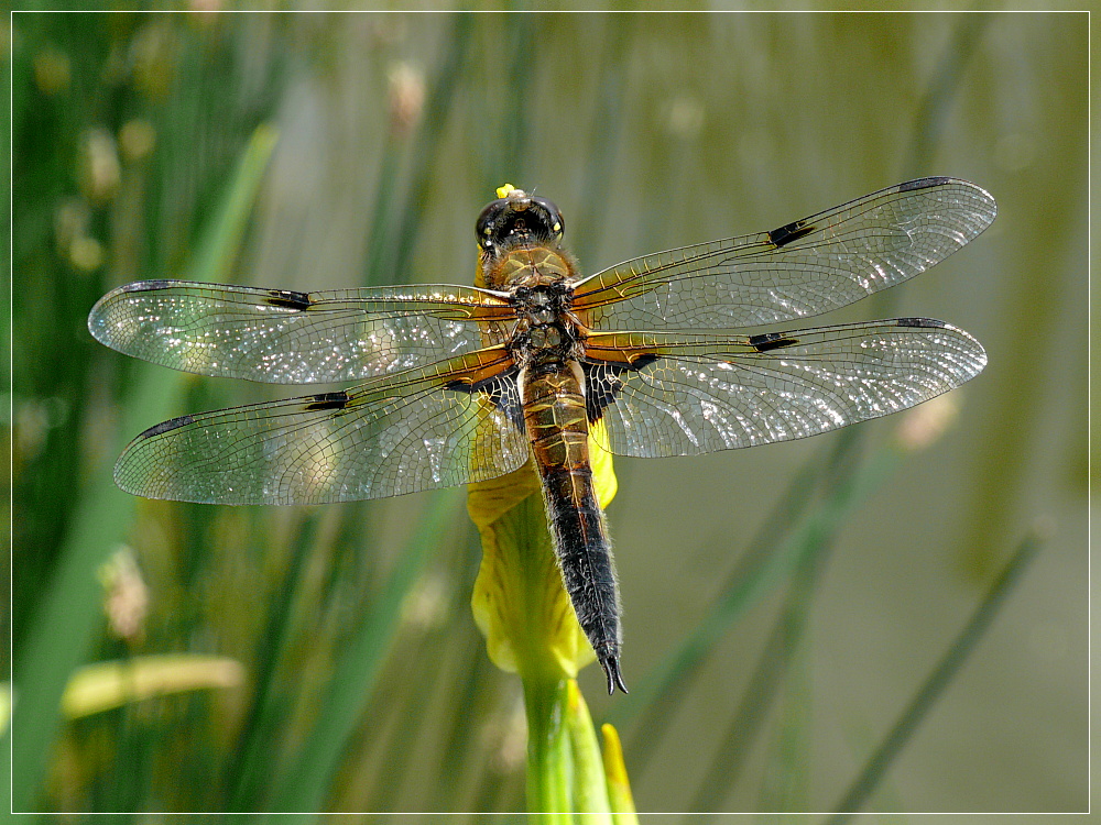 Libelle am Gartenteich