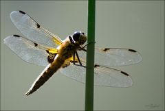 Libelle am Gartenteich 7