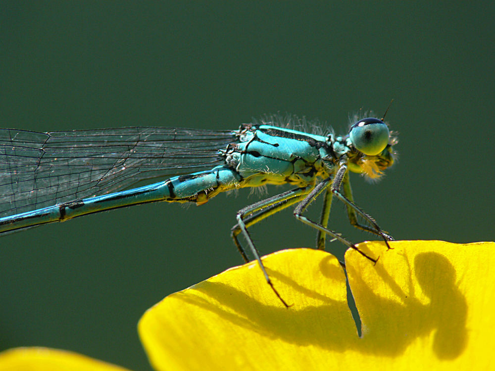 Libelle am Gartenteich