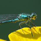 Libelle am Gartenteich