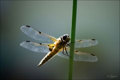 Libelle am Gartenteich 8