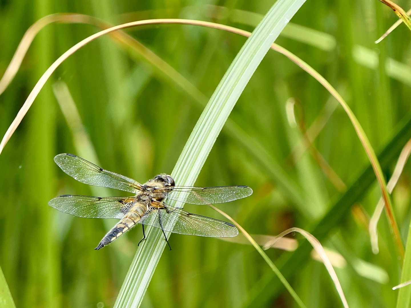 Libelle am Gartenteich