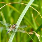 Libelle am Gartenteich