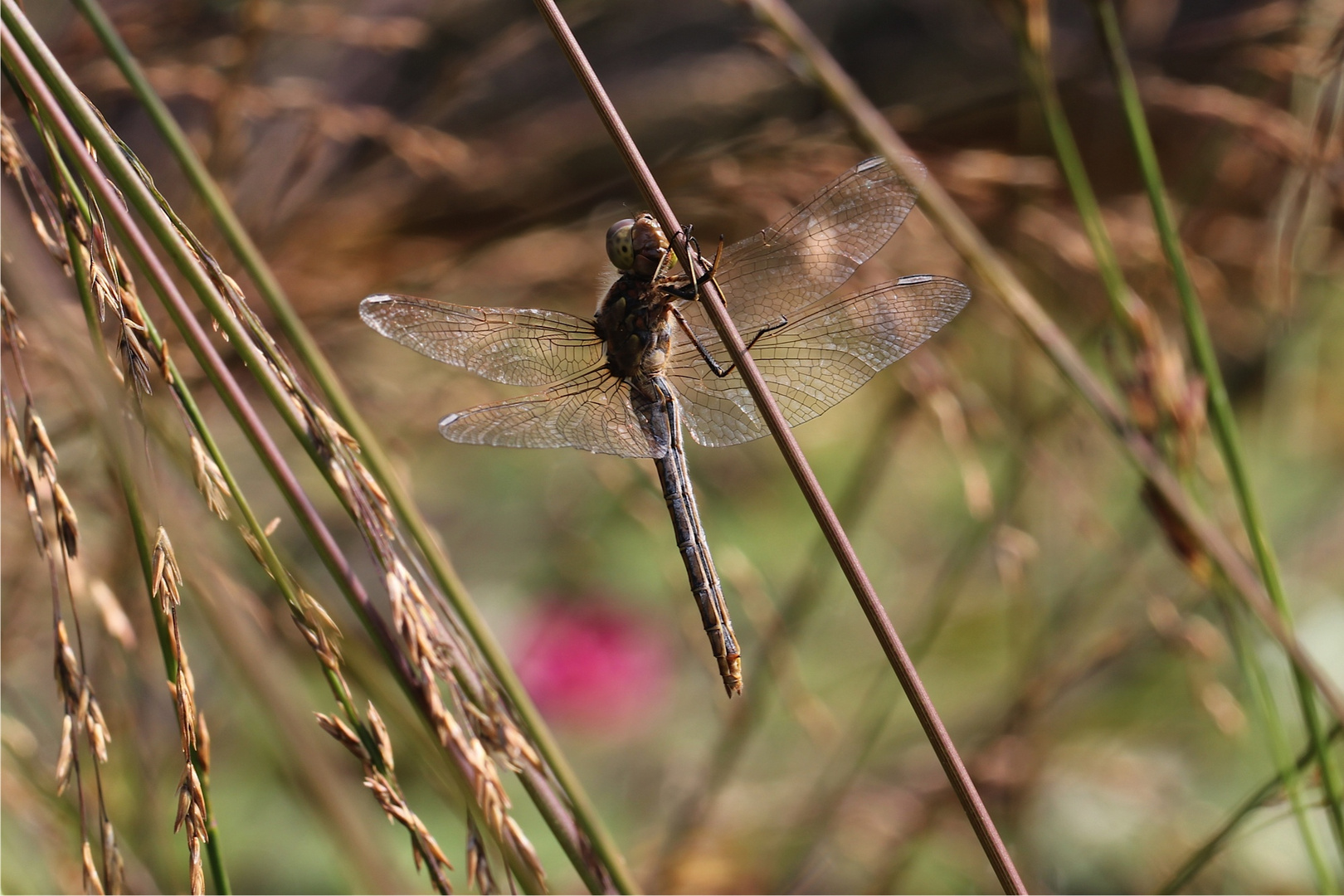 Libelle am Gartenteich