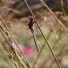 Libelle am Gartenteich