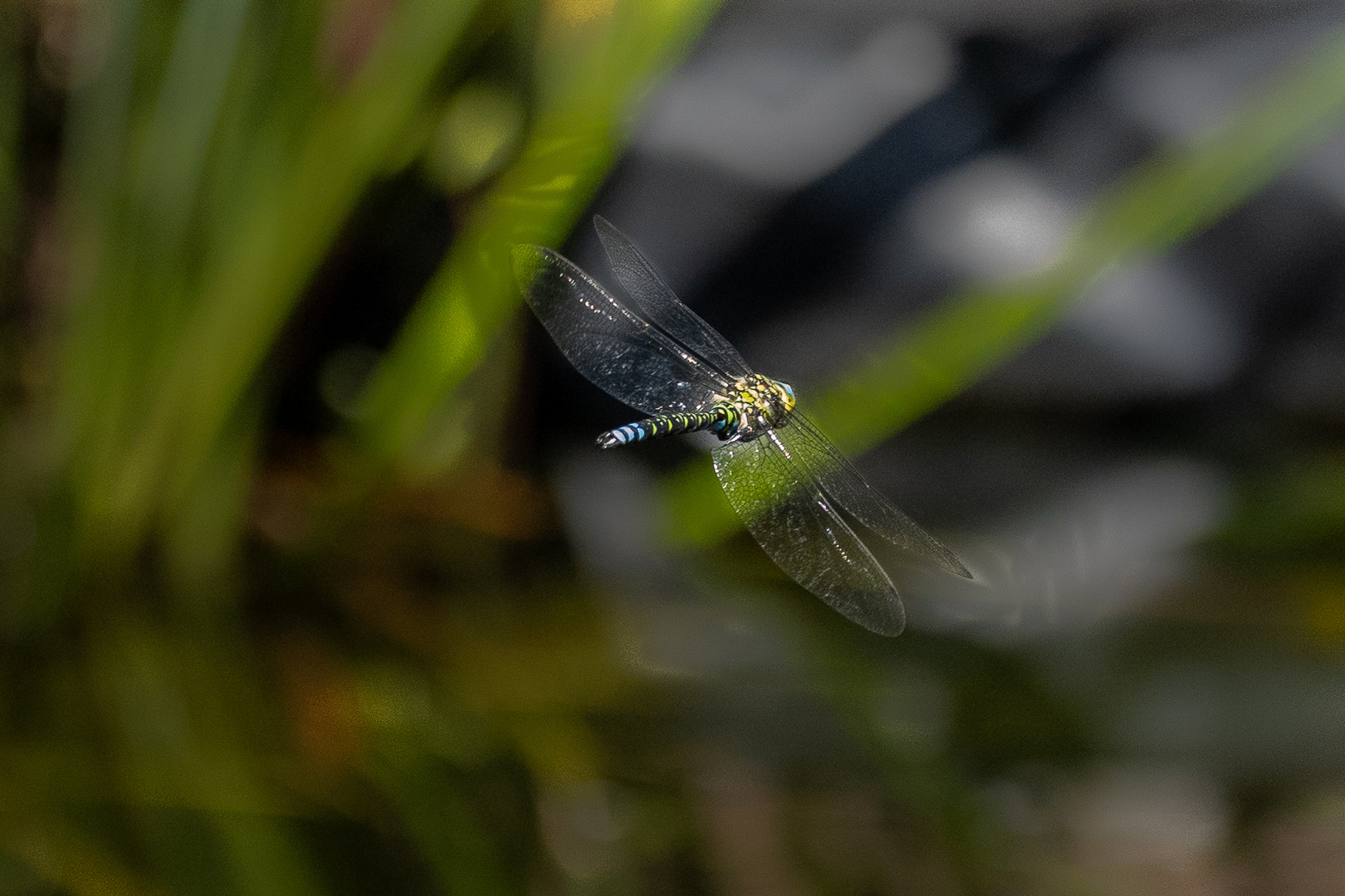 Libelle am Gartenteich