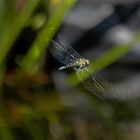 Libelle am Gartenteich