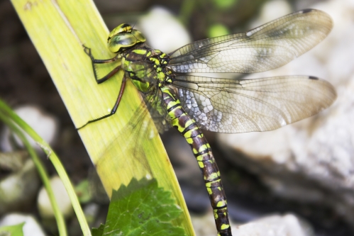 Libelle am Gartenteich