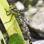 Libelle am Gartenteich