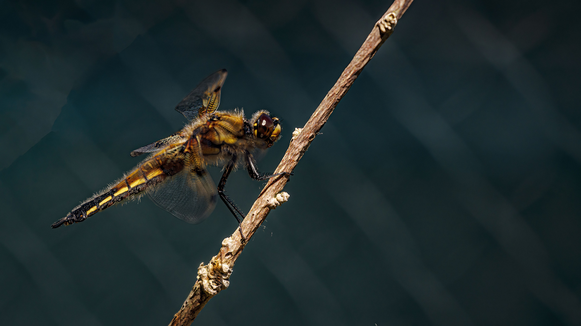 Libelle am gartenteich