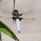 Libelle am Gartenteich