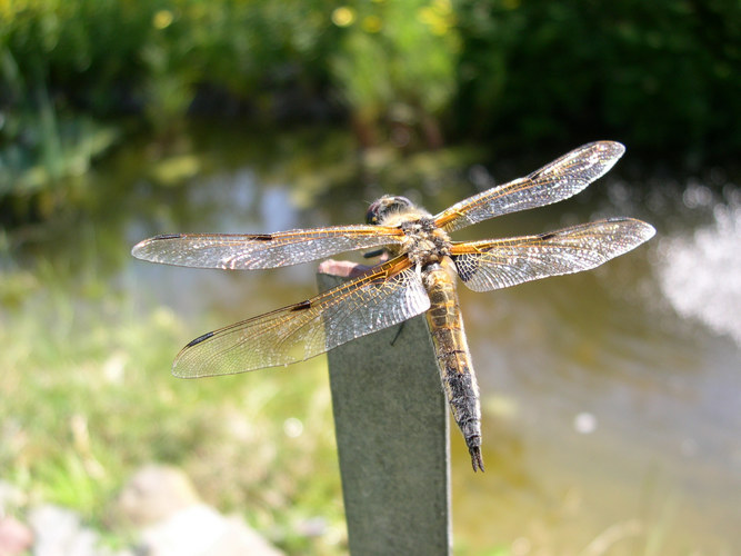 Libelle am Gartenteich