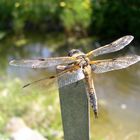 Libelle am Gartenteich