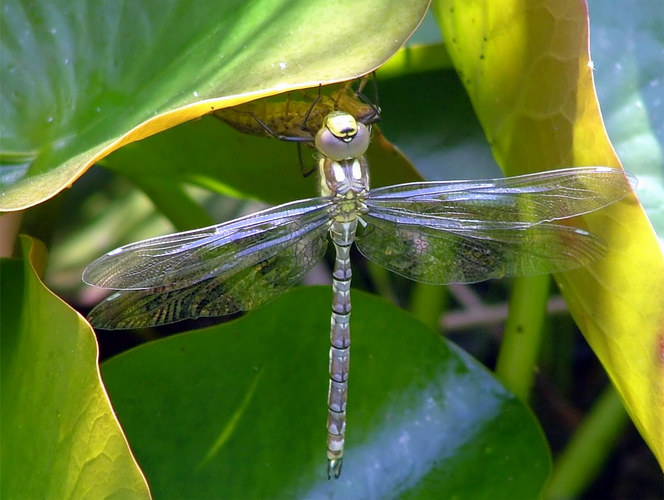 Libelle am Gartenteich Foto & Bild tiere, wildlife, libellen Bilder