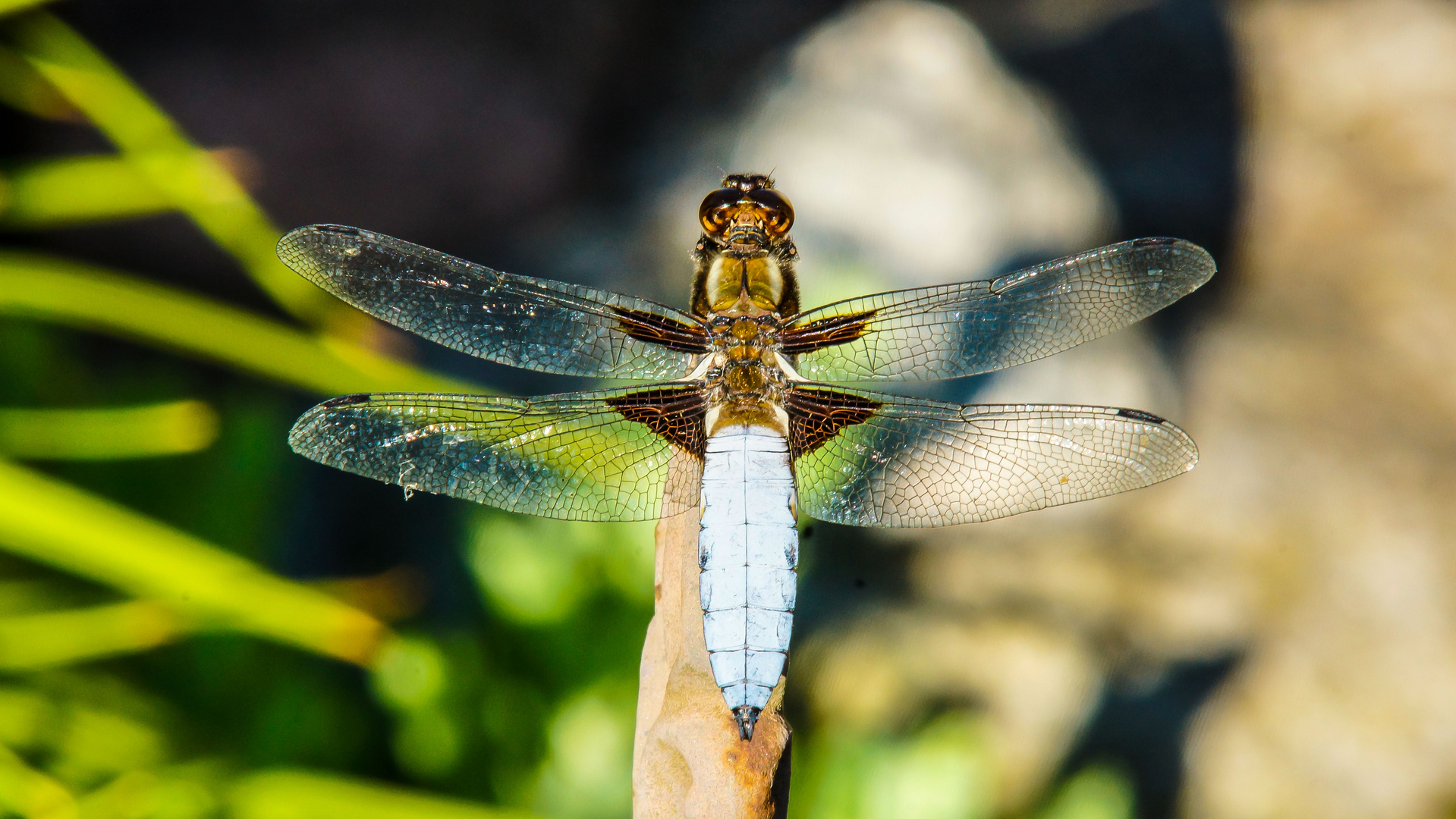 Libelle am Gartenteich