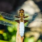 Libelle am Gartenteich