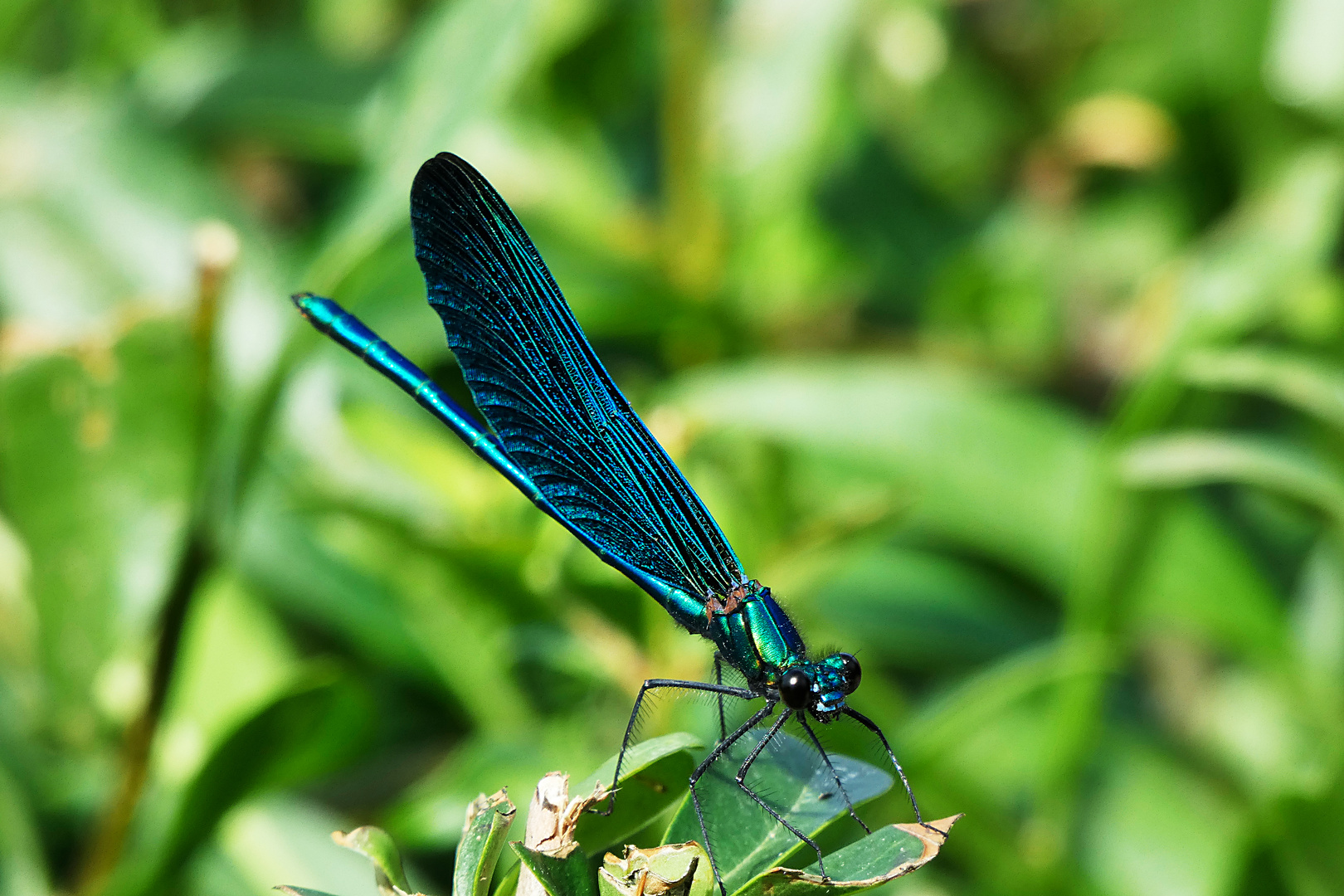 Libelle am Gartenteich