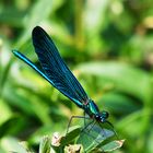 Libelle am Gartenteich