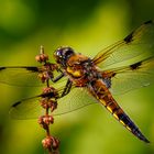 Libelle am Gartenteich