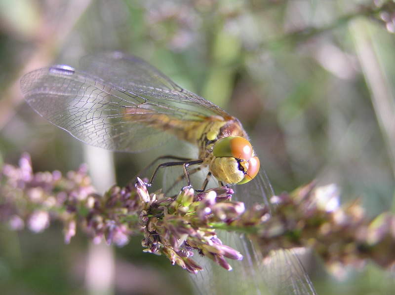 Libelle am Gartenteich Foto & Bild tiere, wildlife, libellen Bilder