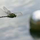 Libelle am Gartenteich