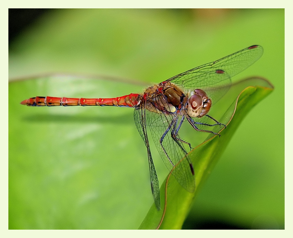 libelle am gartenteich I