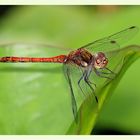 libelle am gartenteich I