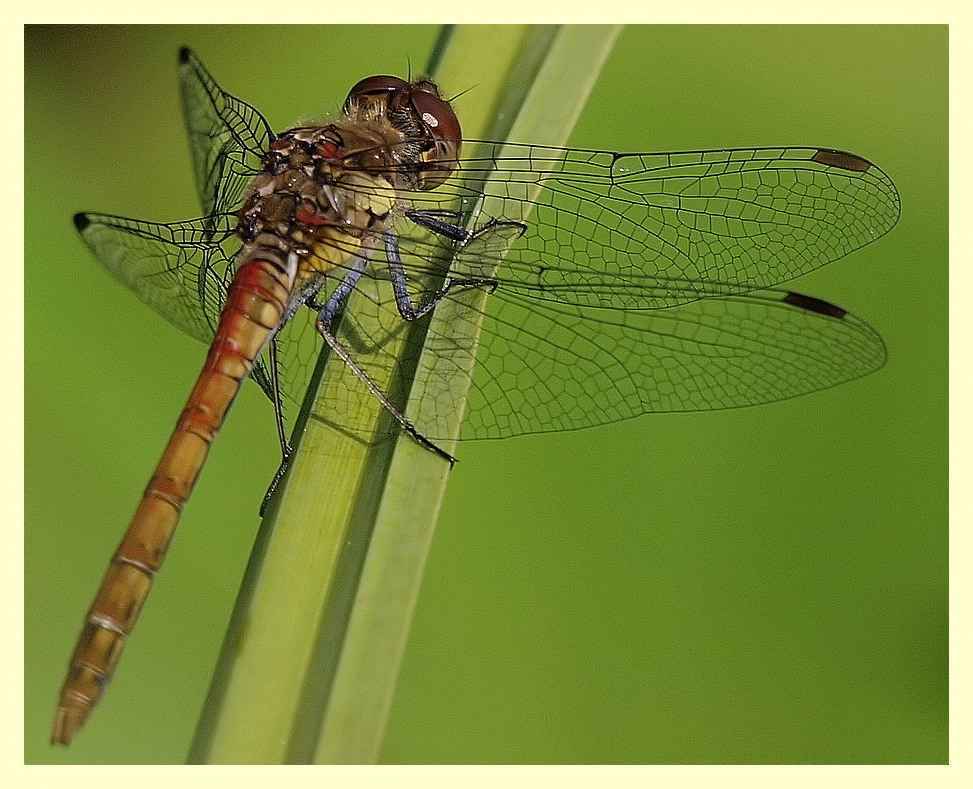 libelle am gartenteich II