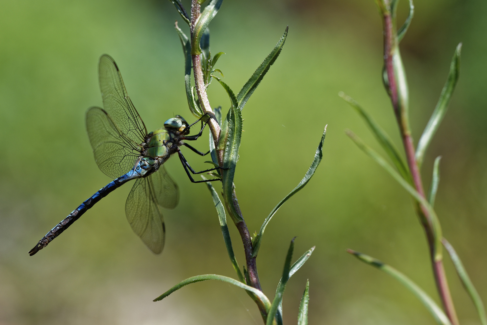 Libelle am Gartenteich_2