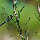 Libelle am Gartenteich_2