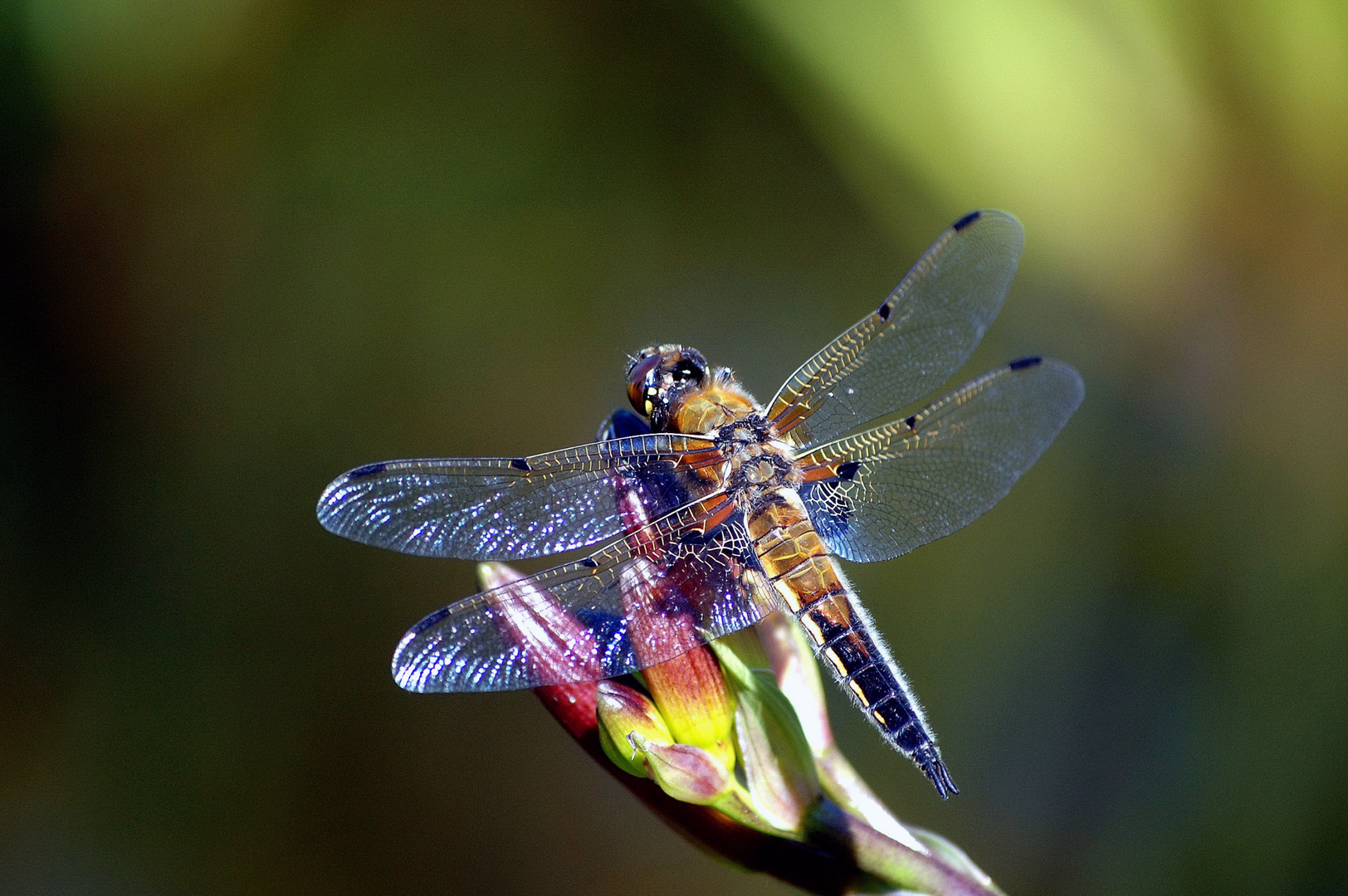 Libelle am Garteteich