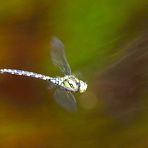 Libelle am Glaswaldsee