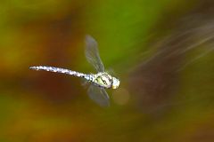 Libelle am Glaswaldsee