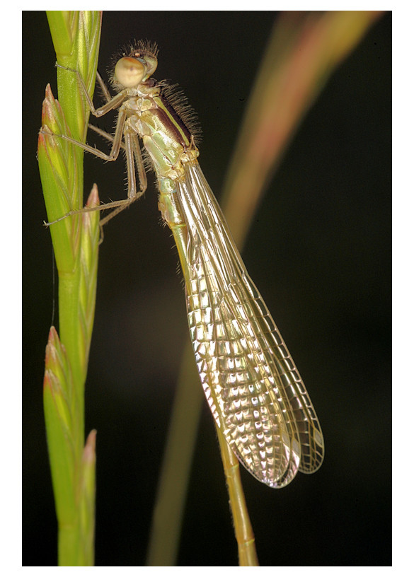 Libelle am Grashalm