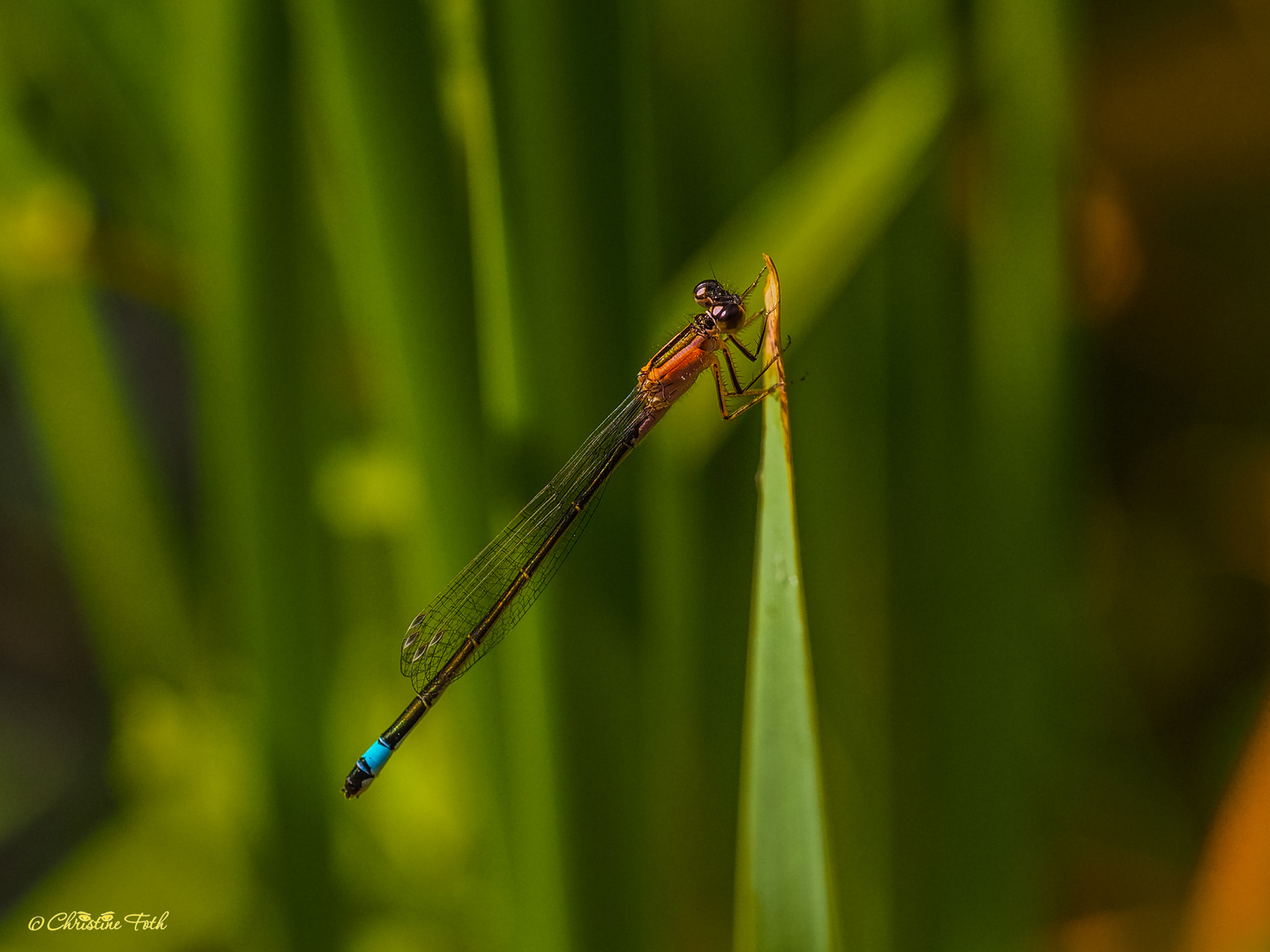 Libelle am Grashalm