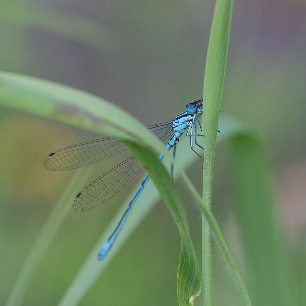 Libelle am Grashalm