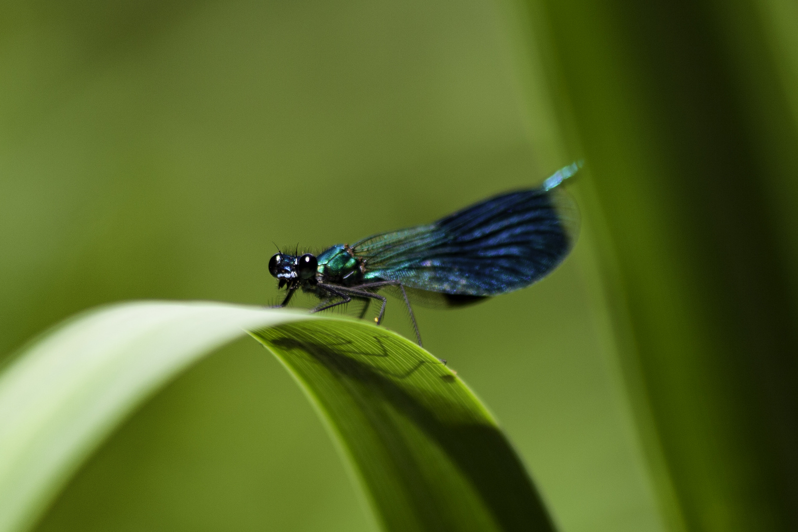 Libelle am Grashalm