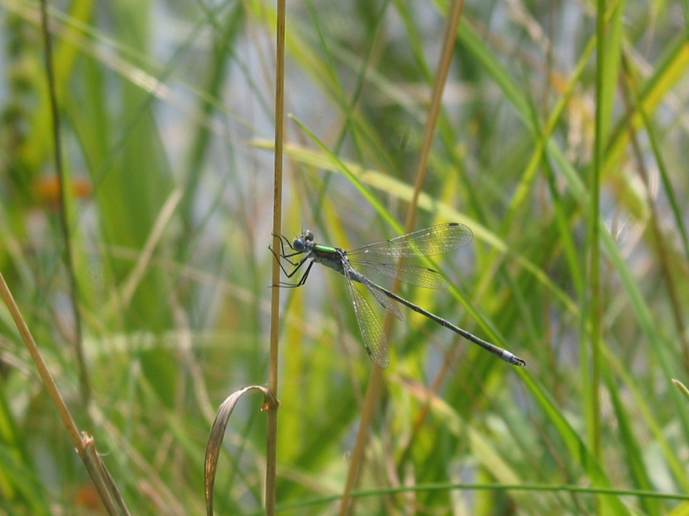 Libelle am Grashalm