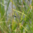 Libelle am Grashalm