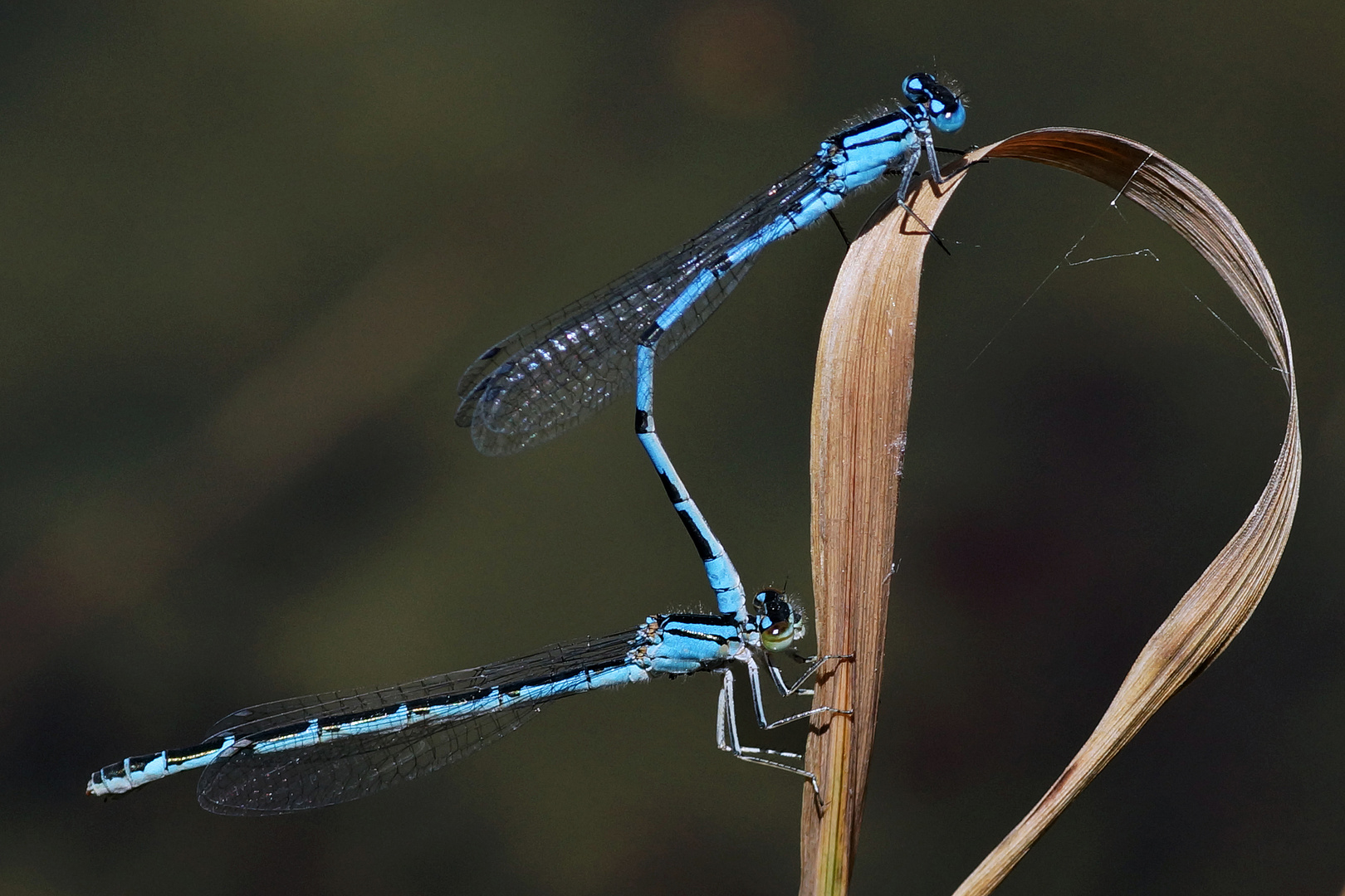 Libelle am Grashalm