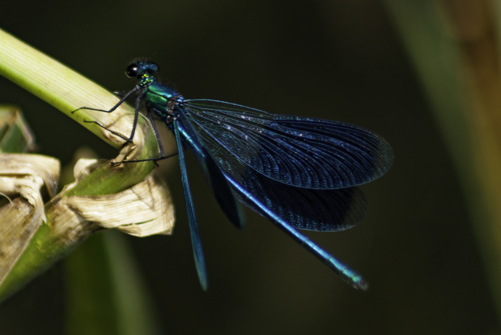 Libelle am Grashalm