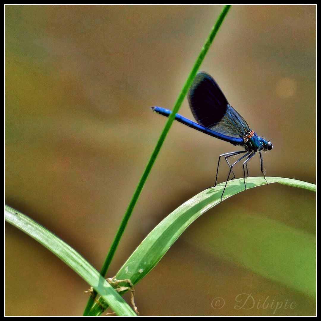 Libelle am Grashalm