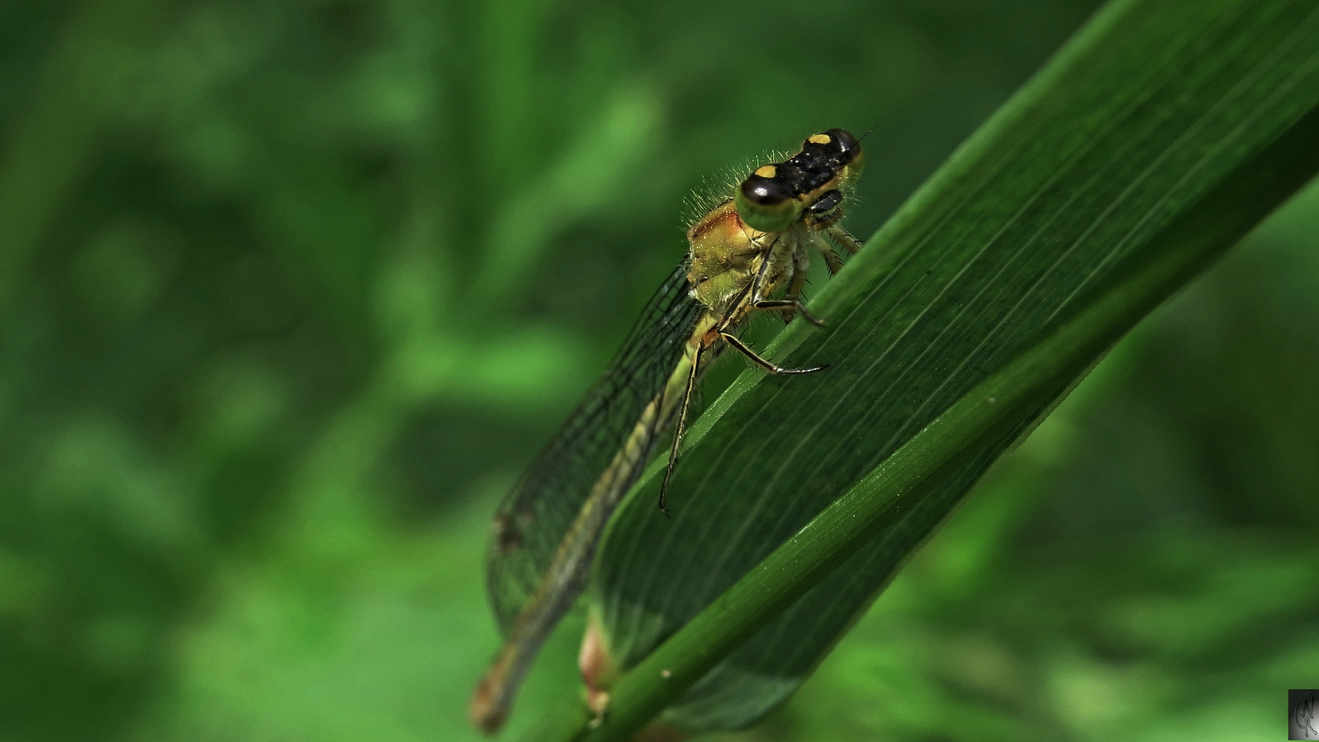 Libelle am Grashalm