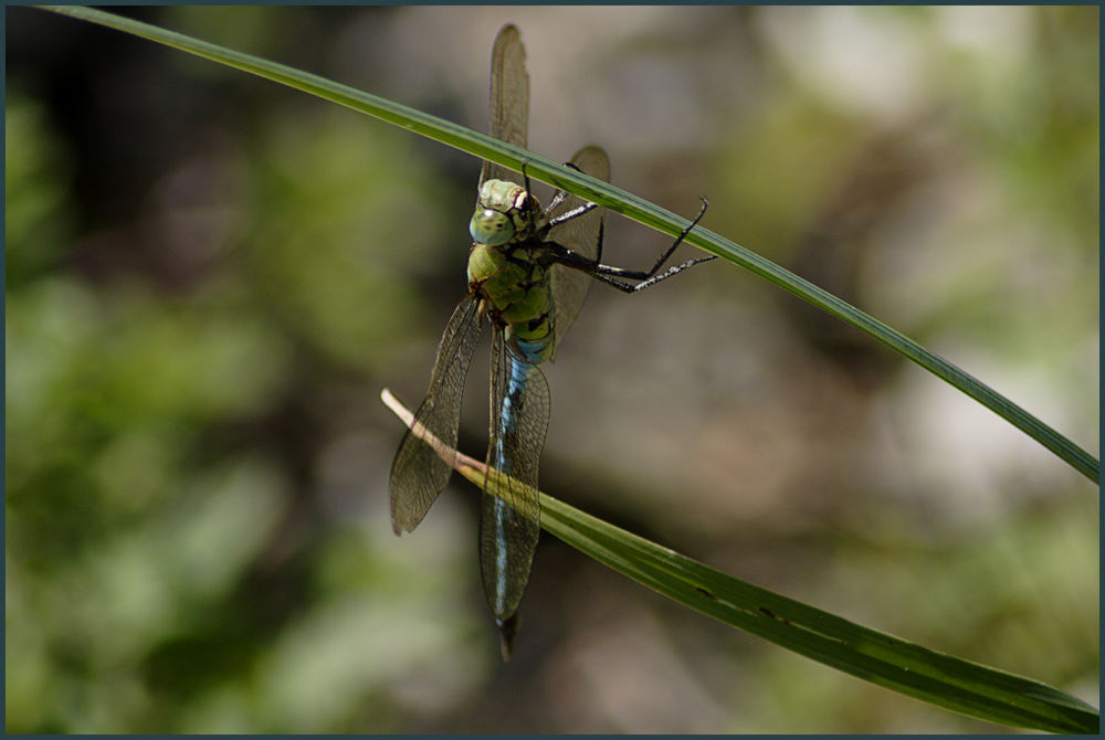 Libelle am Grashalm Hängend