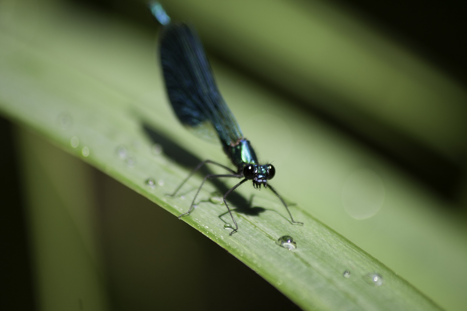 Libelle am Grashalm mit Tau