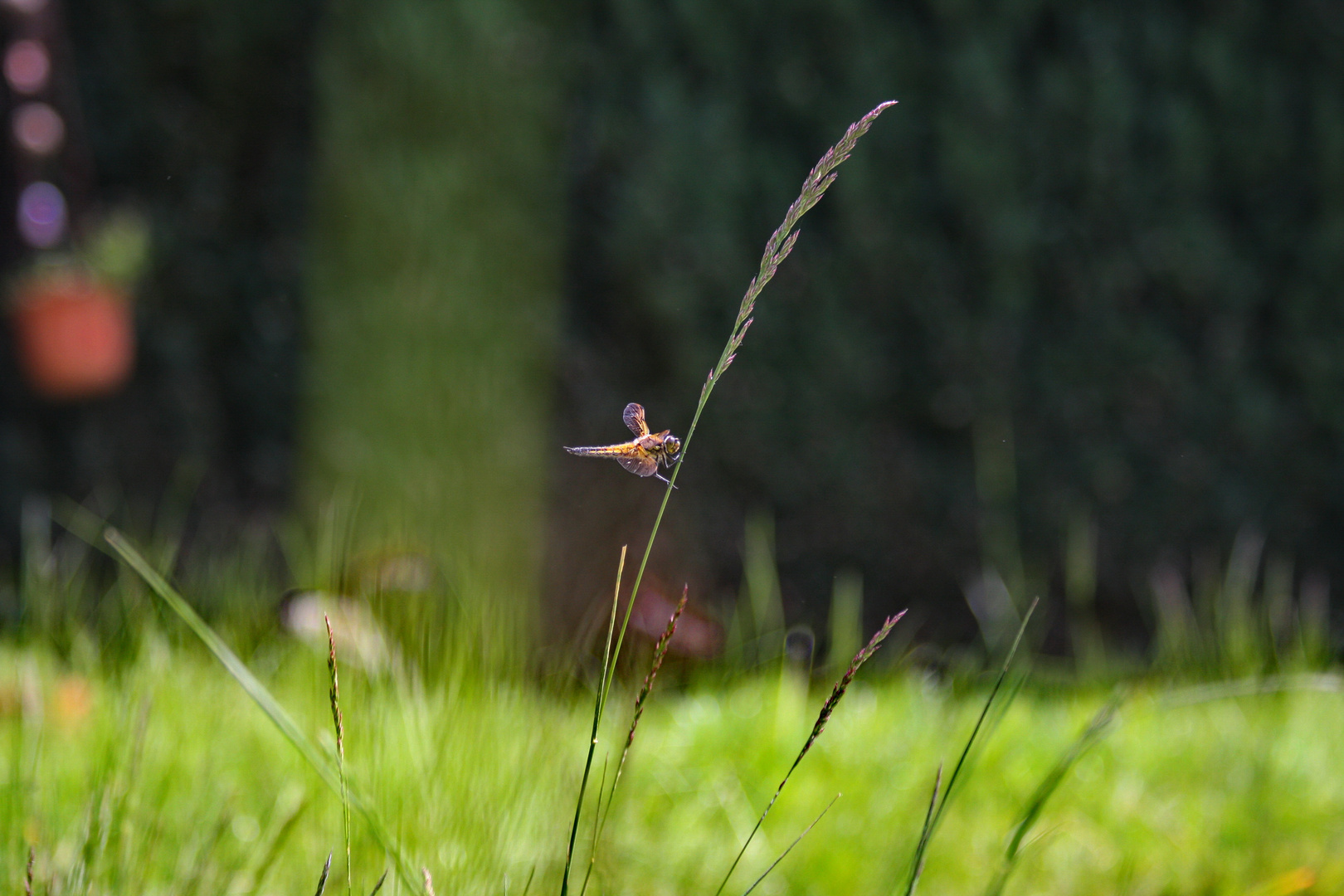 Libelle am Grasstängel die zweite