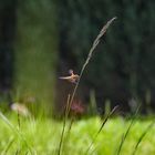 Libelle am Grasstängel die zweite