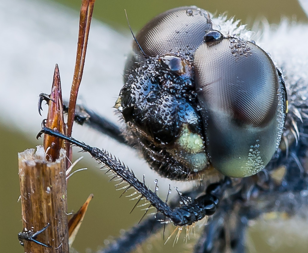 Libelle am Halm