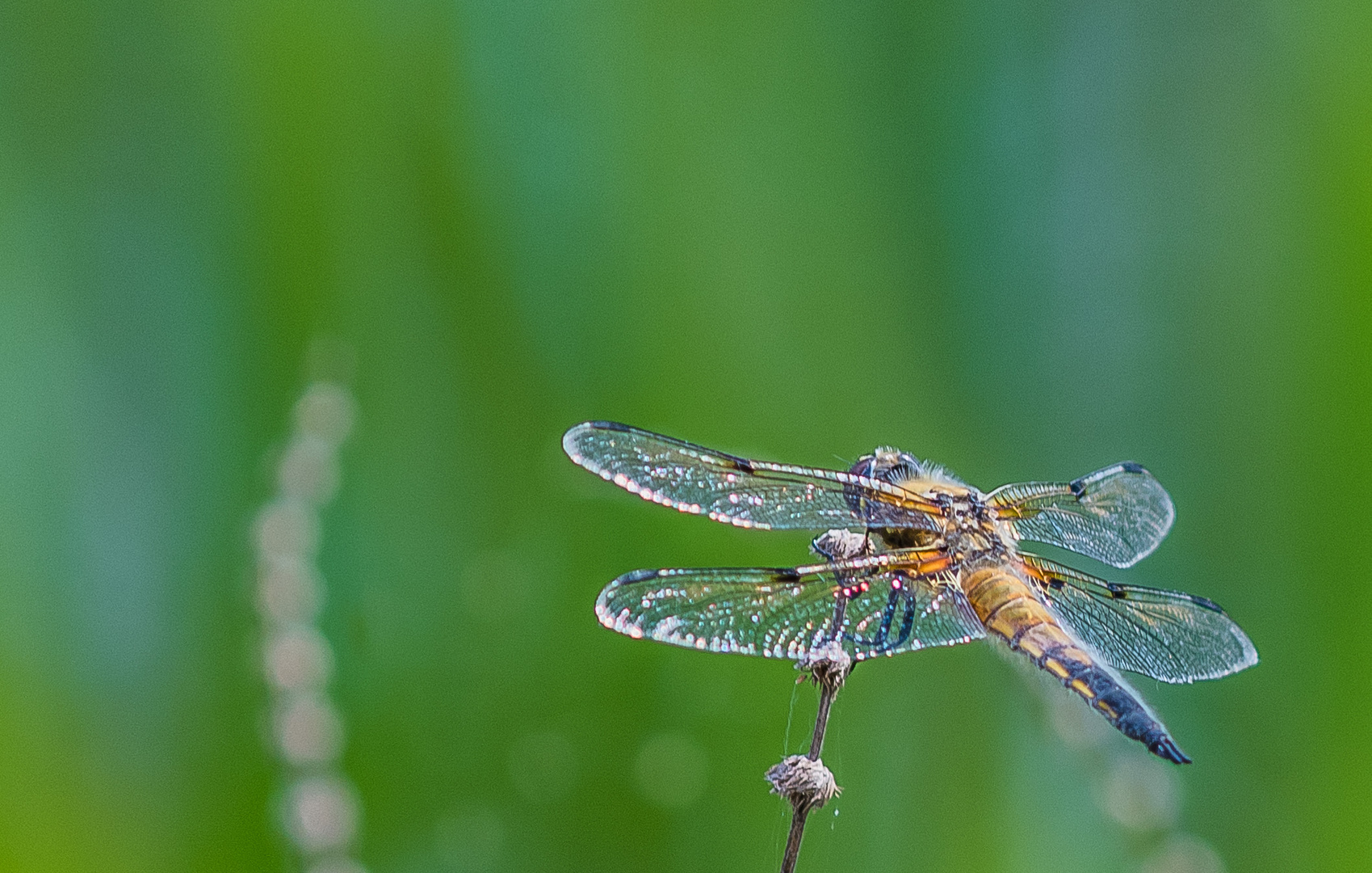 Libelle am Halm