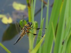 Libelle am Halm